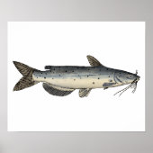 Kanaalvis (juveniel) poster (Voorkant)