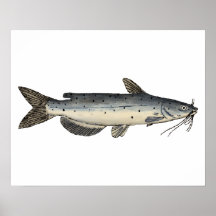 Kanaalvis (juveniel)