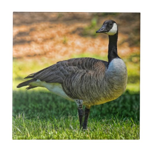 KANADA GAAT OP DE GRAS TEGELTJE (Voorkant)