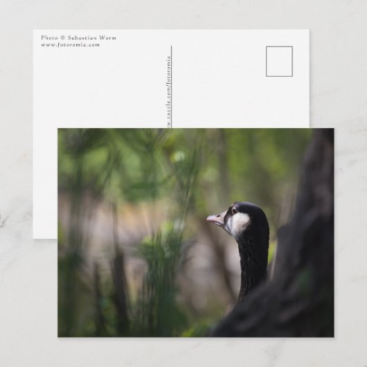 Kanadagans Natuurfoto Briefkaart (Voorkant / Achterkant)