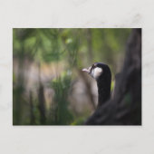 Kanadagans Natuurfoto Briefkaart (Voorkant)