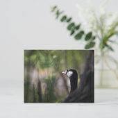 Kanadagans Natuurfoto Briefkaart (Staand voorkant)