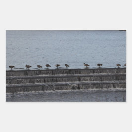 Kanadese Ganzen Allemaal Op Een Rij Rechthoekige Sticker