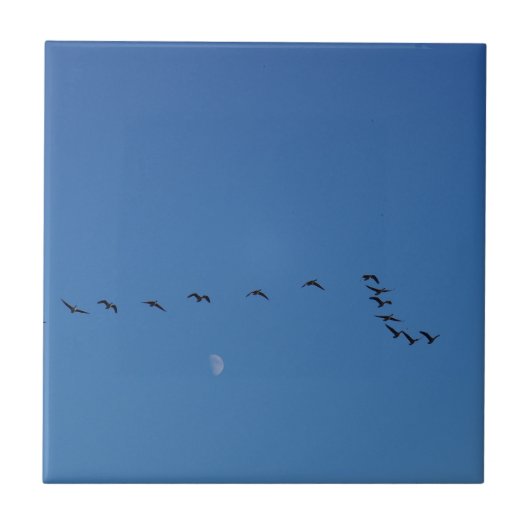 Kanadese ganzen in vlucht tegeltje (Voorkant)