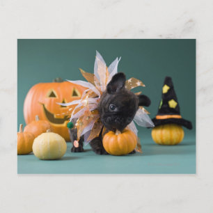 Kanagawa, Honshu, Japan Briefkaart