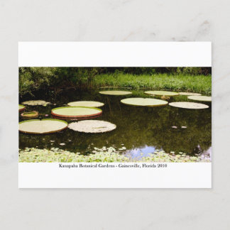 Kanapaha Gardens - Gainesville 001 Briefkaart