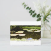 Kanapaha Gardens - Gainesville 001 Briefkaart (Staand voorkant)