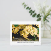 Kanapaha Gardens - Gainesville 006 Briefkaart (Staand voorkant)