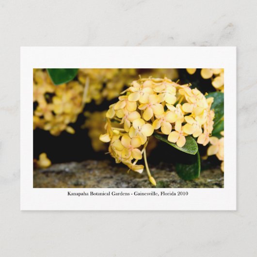 Kanapaha Gardens - Gainesville 006 Briefkaart (Voorkant)