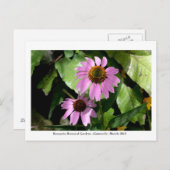 Kanapaha Gardens - Gainesville 008 Briefkaart (Voorkant / Achterkant)