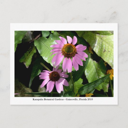 Kanapaha Gardens - Gainesville 008 Briefkaart (Voorkant)
