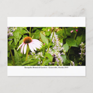 Kanapaha Gardens - Gainesville 013 Briefkaart