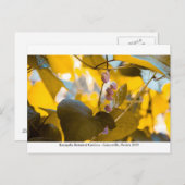 Kanapaha Gardens - Gainesville 015 Briefkaart (Voorkant / Achterkant)