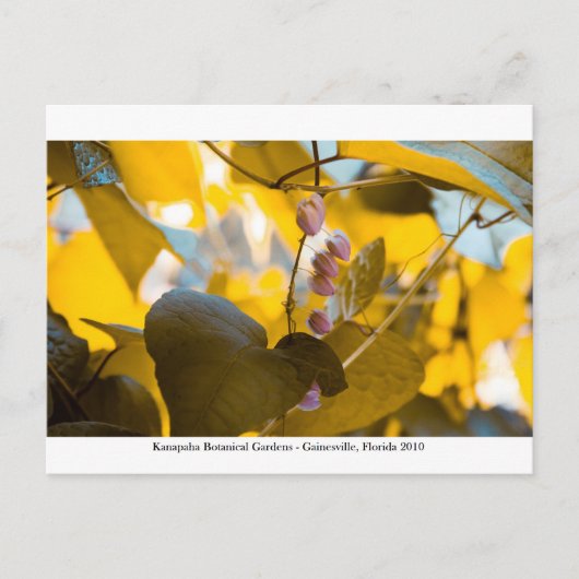 Kanapaha Gardens - Gainesville 015 Briefkaart (Voorkant)