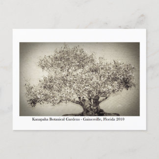 Kanapaha Gardens - Gainesville 017 Briefkaart