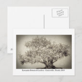 Kanapaha Gardens - Gainesville 017 Briefkaart (Voorkant / Achterkant)