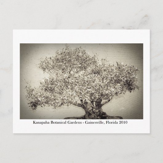 Kanapaha Gardens - Gainesville 017 Briefkaart (Voorkant)