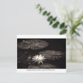 Kanapaha Gardens - Gainesville 019 Briefkaart (Staand voorkant)