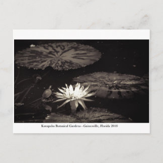 Kanapaha Gardens - Gainesville 019 Briefkaart