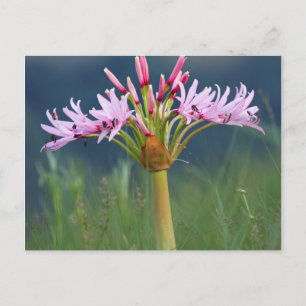 Kandelaar Bloem (Brunsvigia Radulosa), Umgeni Briefkaart