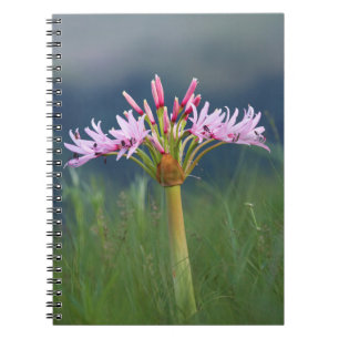 Kandelaar Bloem (Brunsvigia Radulosa), Umgeni Notitieboek