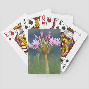 Kandelaar Bloem (Brunsvigia Radulosa), Umgeni Pokerkaarten