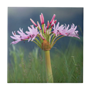Kandelaar Bloem (Brunsvigia Radulosa), Umgeni Tegeltje