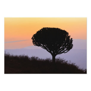 Kandelaarboom silhouet bij zonsopgang, foto afdruk