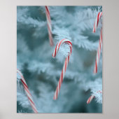 Kandriet op de boom poster (Voorkant)