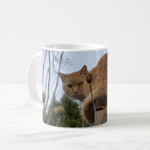 Kane kat koffiemok