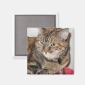 Kaneel de Kat Magneet (Voorkant / Achterkant)