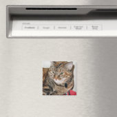 Kaneel de Kat Magneet (Insitu (Vaatwasser))