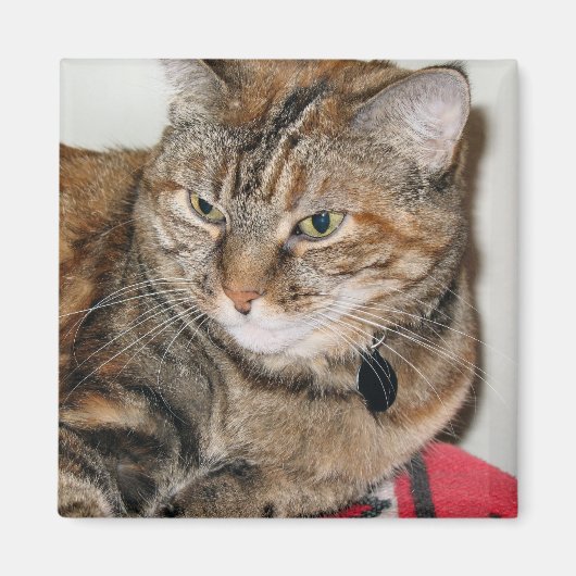 Kaneel de Kat Magneet (Voorkant)