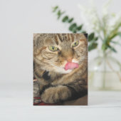 Kaneel het Briefkaart van de Kat (Staand voorkant)
