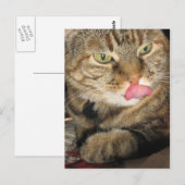 Kaneel het Briefkaart van de Kat (Voorkant / Achterkant)