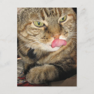 Kaneel het Briefkaart van de Kat