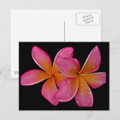 Kaneohe Sunburst Plumeria Briefkaart (Voorkant / Achterkant)