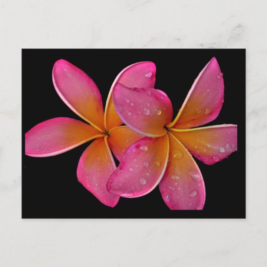 Kaneohe Sunburst Plumeria Briefkaart (Voorkant)