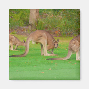 kanga magneet