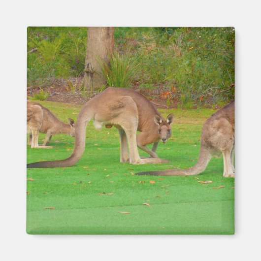 kanga magneet (Voorkant)
