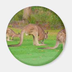 kanga magneet