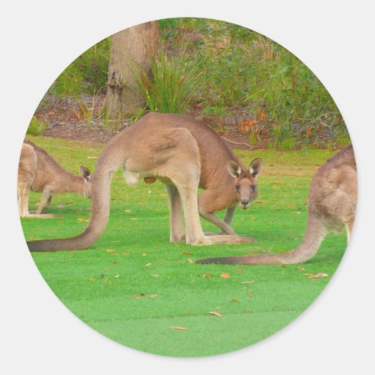 kanga ronde sticker (Voorkant)