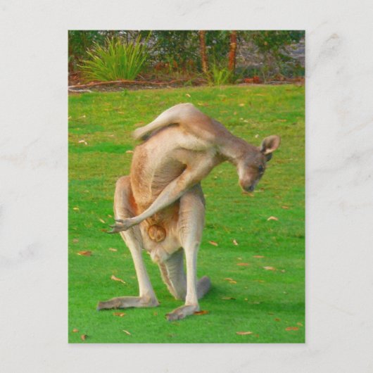 kanga stretch briefkaart (Voorkant)