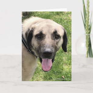 Kangal Dog Wenskaart Kaart