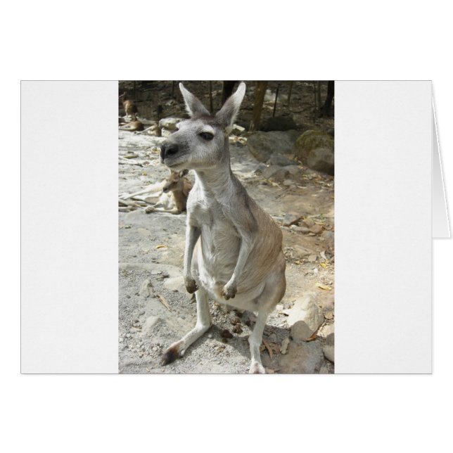 KANGAROO (Voorkant Horizontaal)