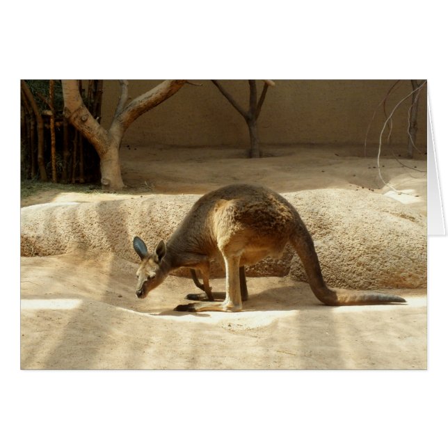 Kangaroo (Voorkant Horizontaal)