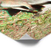 Kangaroo 3D Anaglyph Poster (Hoek)
