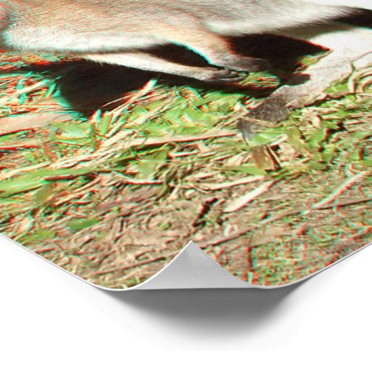 Kangaroo 3D Anaglyph Poster (Hoek)