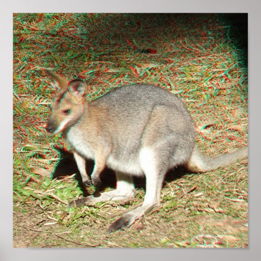 Kangaroo 3D Anaglyph Poster (Voorkant)