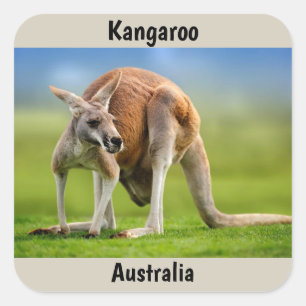 Kangaroo achtergrond vierkante sticker